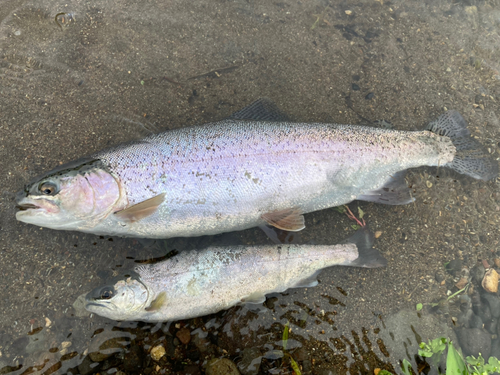 アマゴの釣果