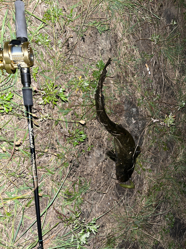 ナマズの釣果