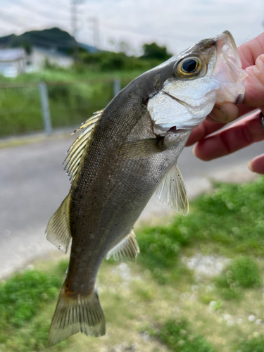 セイゴ（ヒラスズキ）の釣果