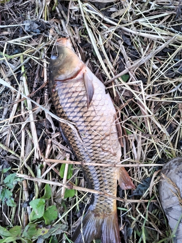 コイの釣果