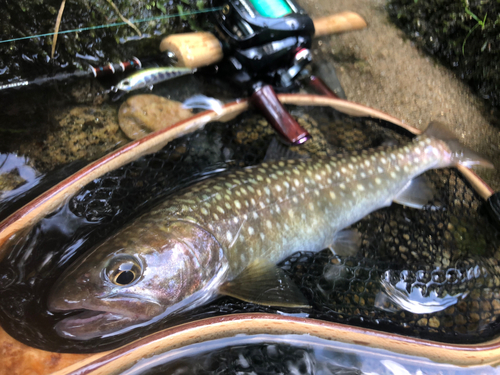 イワナの釣果