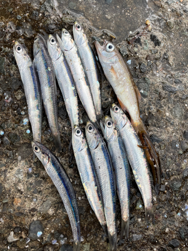 イワシの釣果