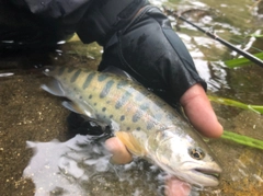 ヤマメの釣果