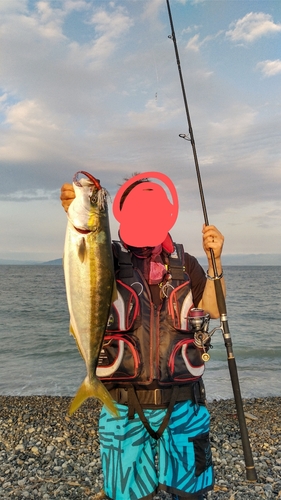 イナダの釣果