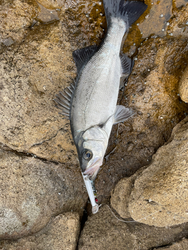 ヒラスズキの釣果