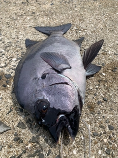 イシダイの釣果