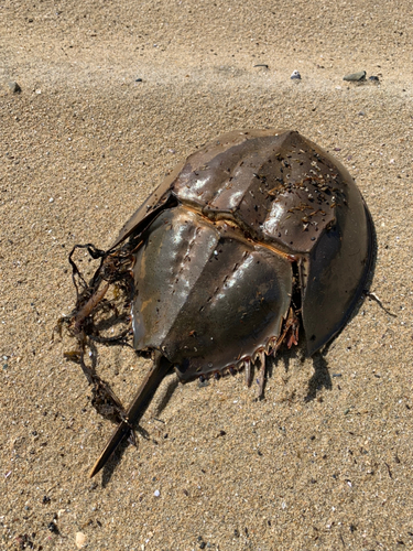 カニの釣果