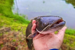 マナマズの釣果