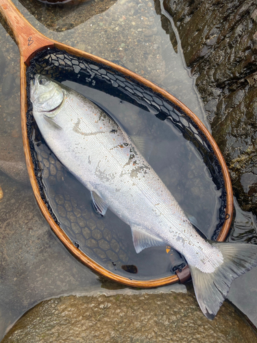 サツキマスの釣果