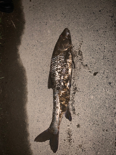 ニゴイの釣果