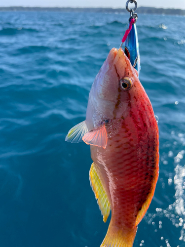 ベラの釣果