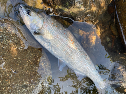 サツキマスの釣果