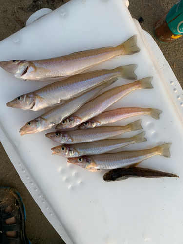 キスの釣果