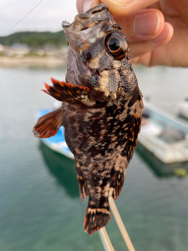 ガシラの釣果