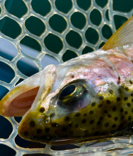 ニジマスの釣果