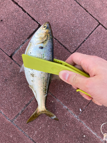 コノシロの釣果