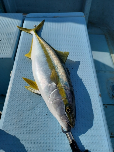 ヒラマサの釣果