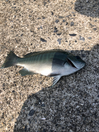 メジナの釣果