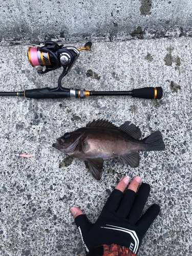 シロメバルの釣果