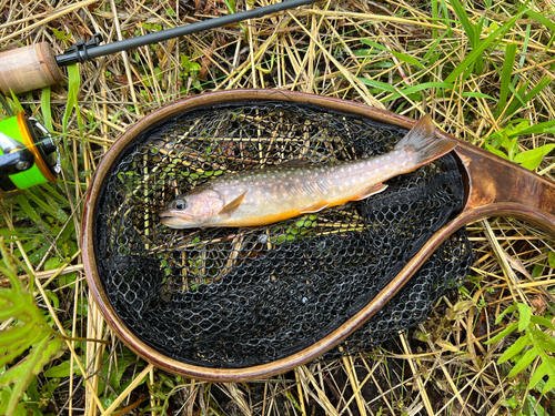 ヤマメの釣果