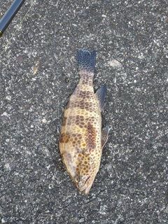オオモンハタの釣果