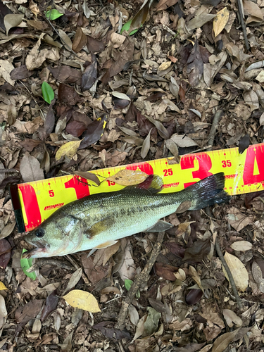 ブラックバスの釣果