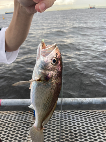 イシモチの釣果