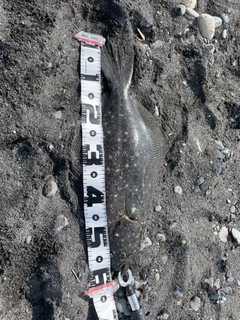 ヒラメの釣果