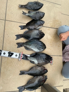 メジナの釣果
