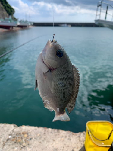 メジナの釣果