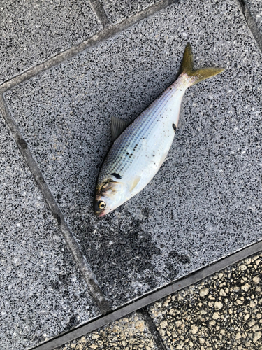 コノシロの釣果