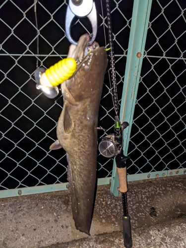 ナマズの釣果