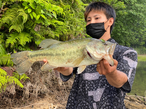 ブラックバスの釣果