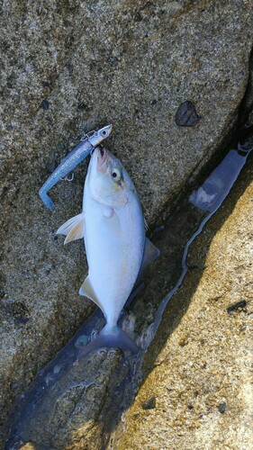 ネリゴの釣果