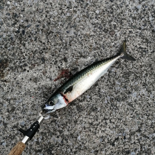 サバの釣果