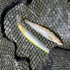 アユの釣果