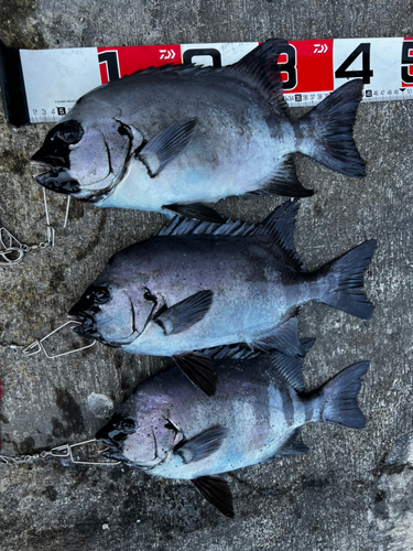 イシダイの釣果