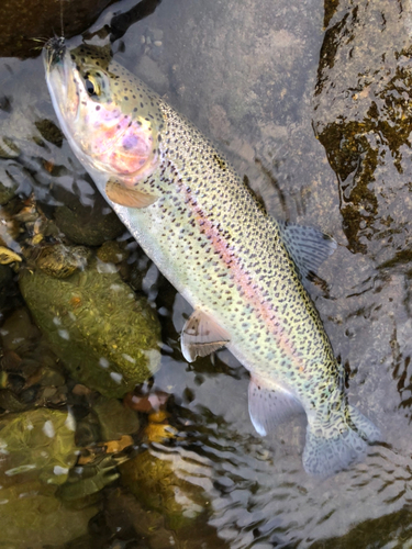 ニジマスの釣果