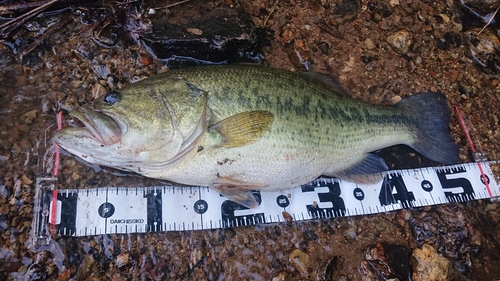 ラージマウスバスの釣果