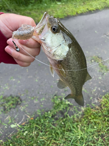 ラージマウスバスの釣果