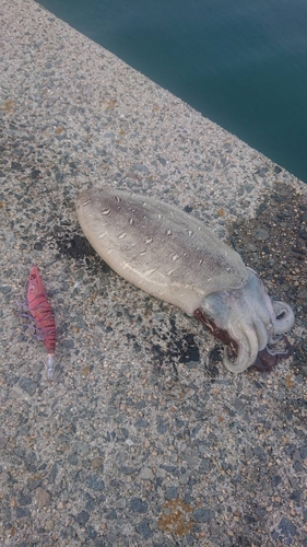 モンゴウイカの釣果