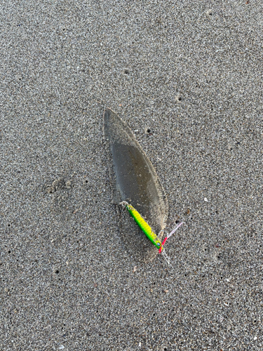 シタビラメの釣果