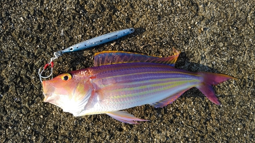 イトヨリダイの釣果