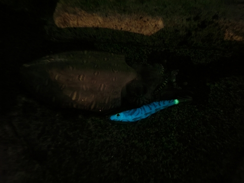 モンゴウイカの釣果