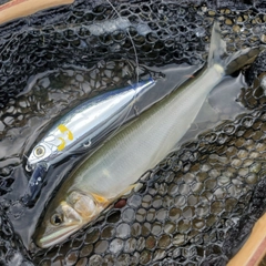 アユの釣果