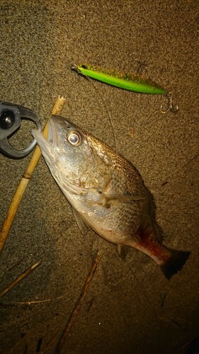 イシモチの釣果