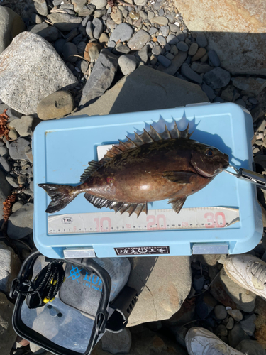 アイゴの釣果