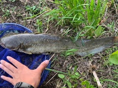 ナマズの釣果