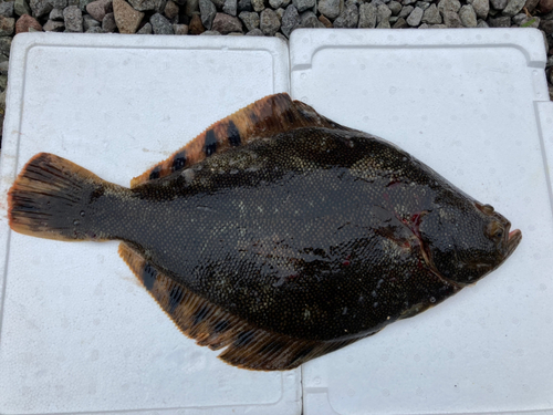 マツカワの釣果