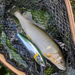 アユの釣果